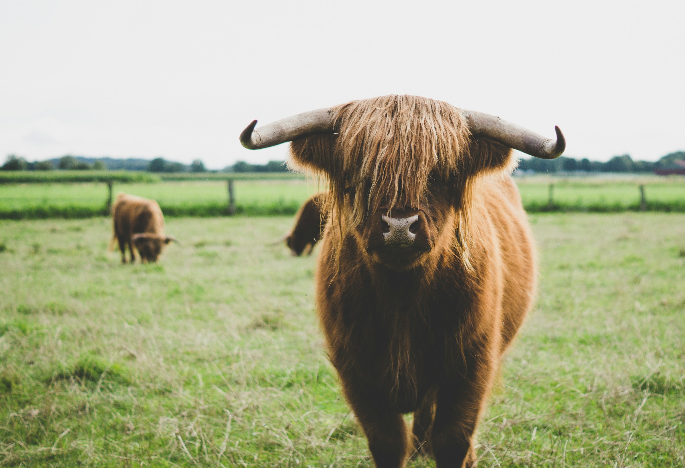 A Highland cow standing in a green pasture; representative cattle photography.